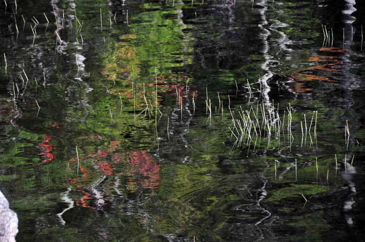 rellection of trees in pond